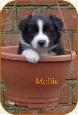 Mollie